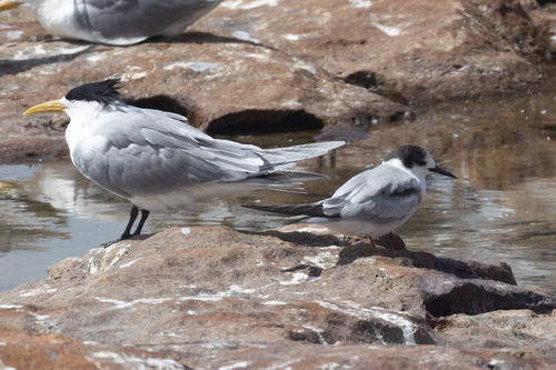 Common Tern observed by ianrijsdijk
