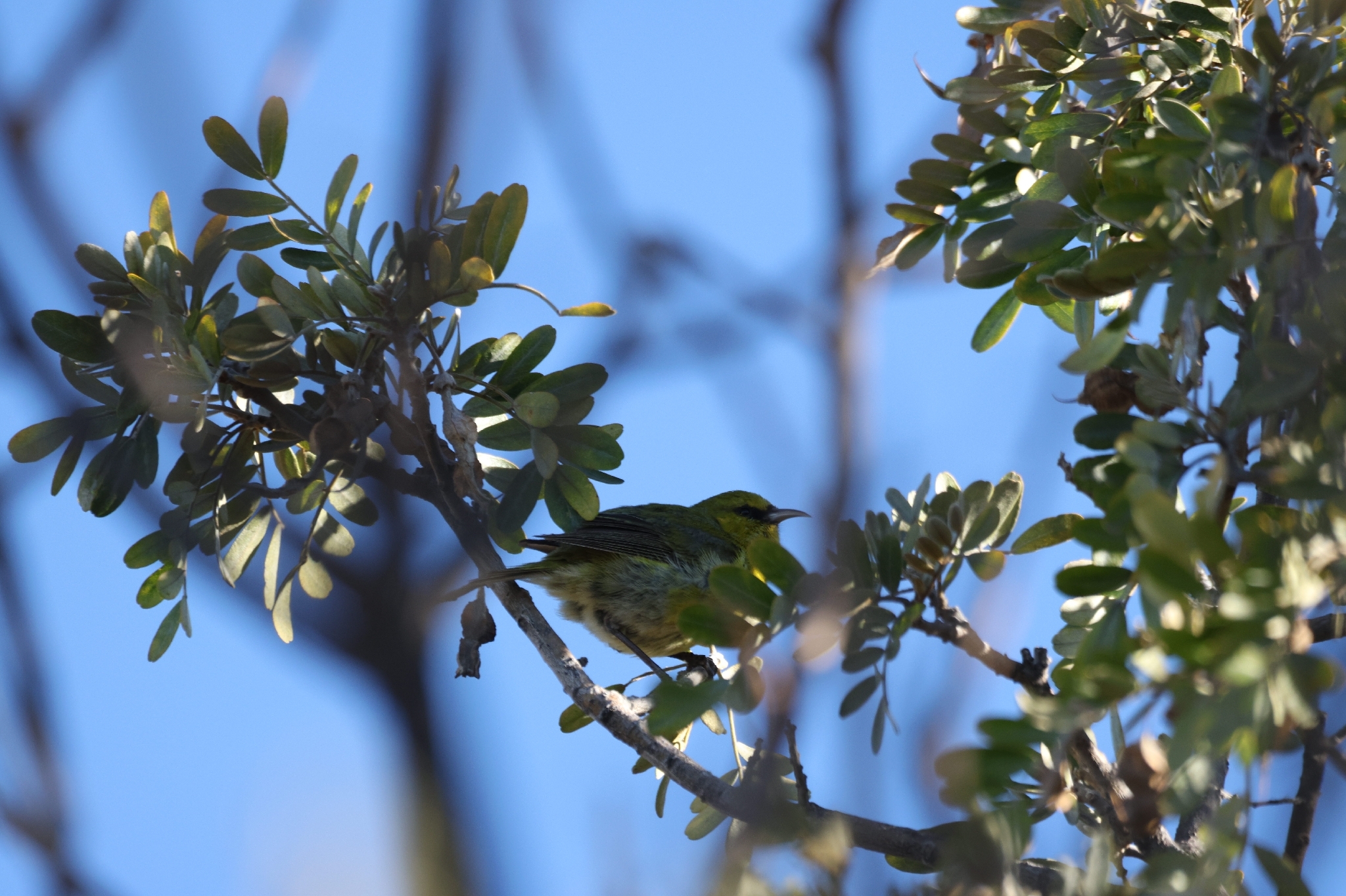 Hawaii Amakihi (Chlorodrepanis virens), photo 9
