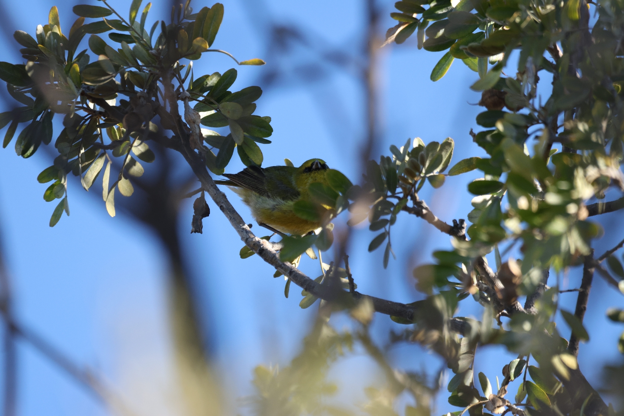 Hawaii Amakihi (Chlorodrepanis virens), photo 10