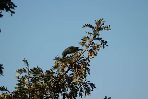 Hawaii Amakihi (Chlorodrepanis virens)