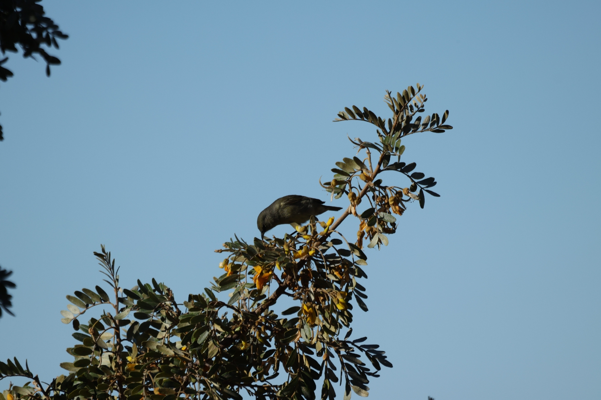 Hawaii Amakihi (Chlorodrepanis virens), photo 2