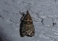 Eudonia philerga
