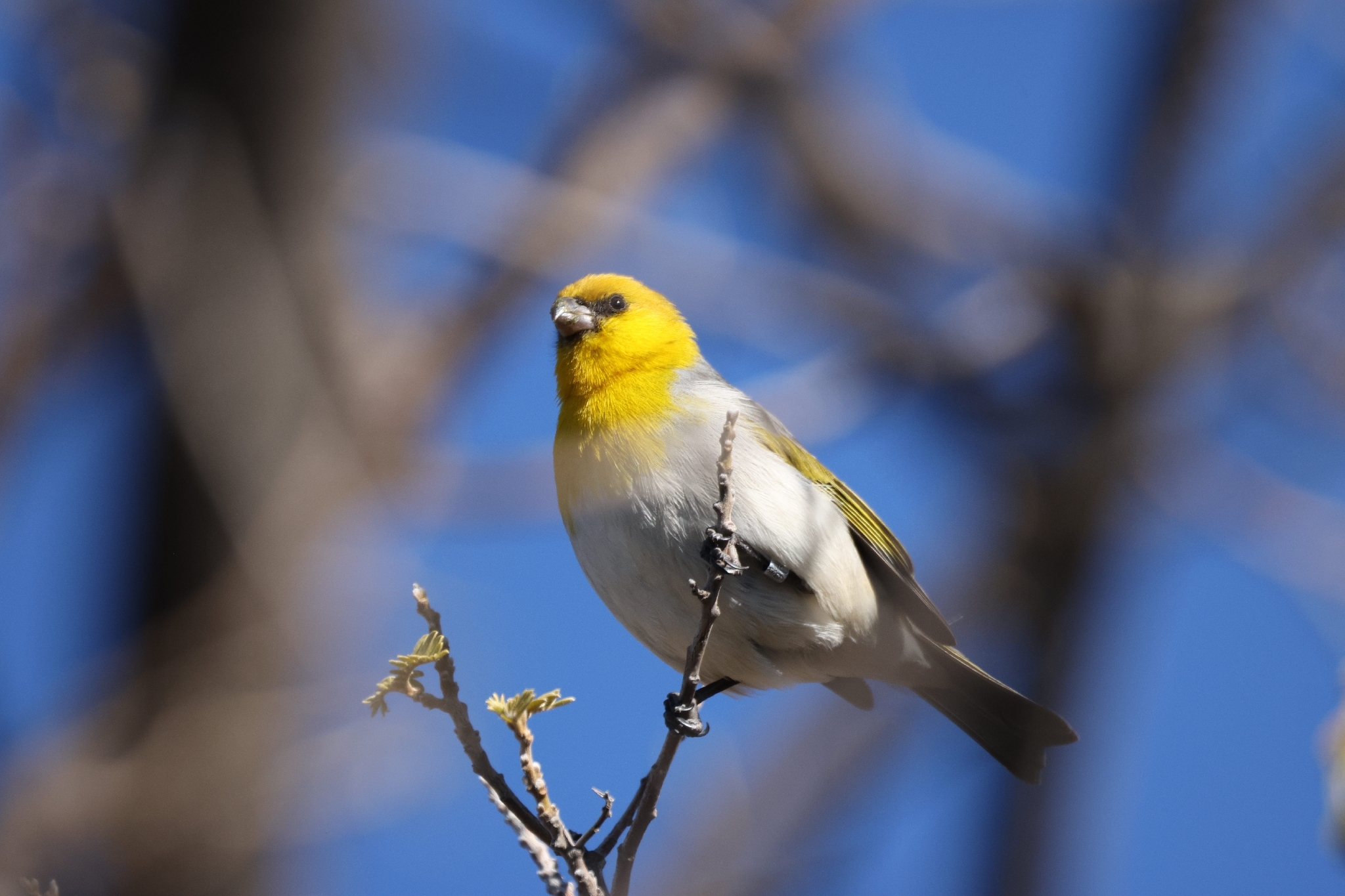 Palila (Loxioides bailleui), photo 10
