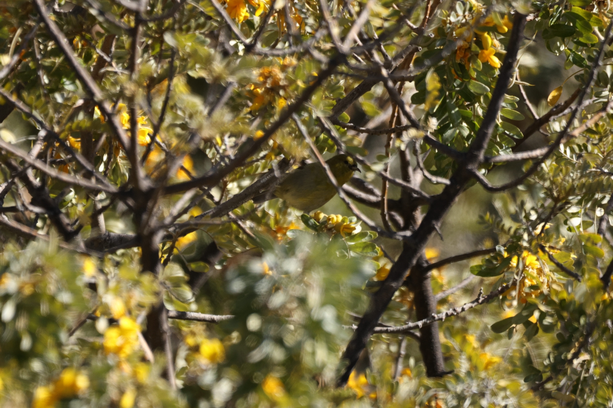 Hawaii Amakihi (Chlorodrepanis virens), photo 3