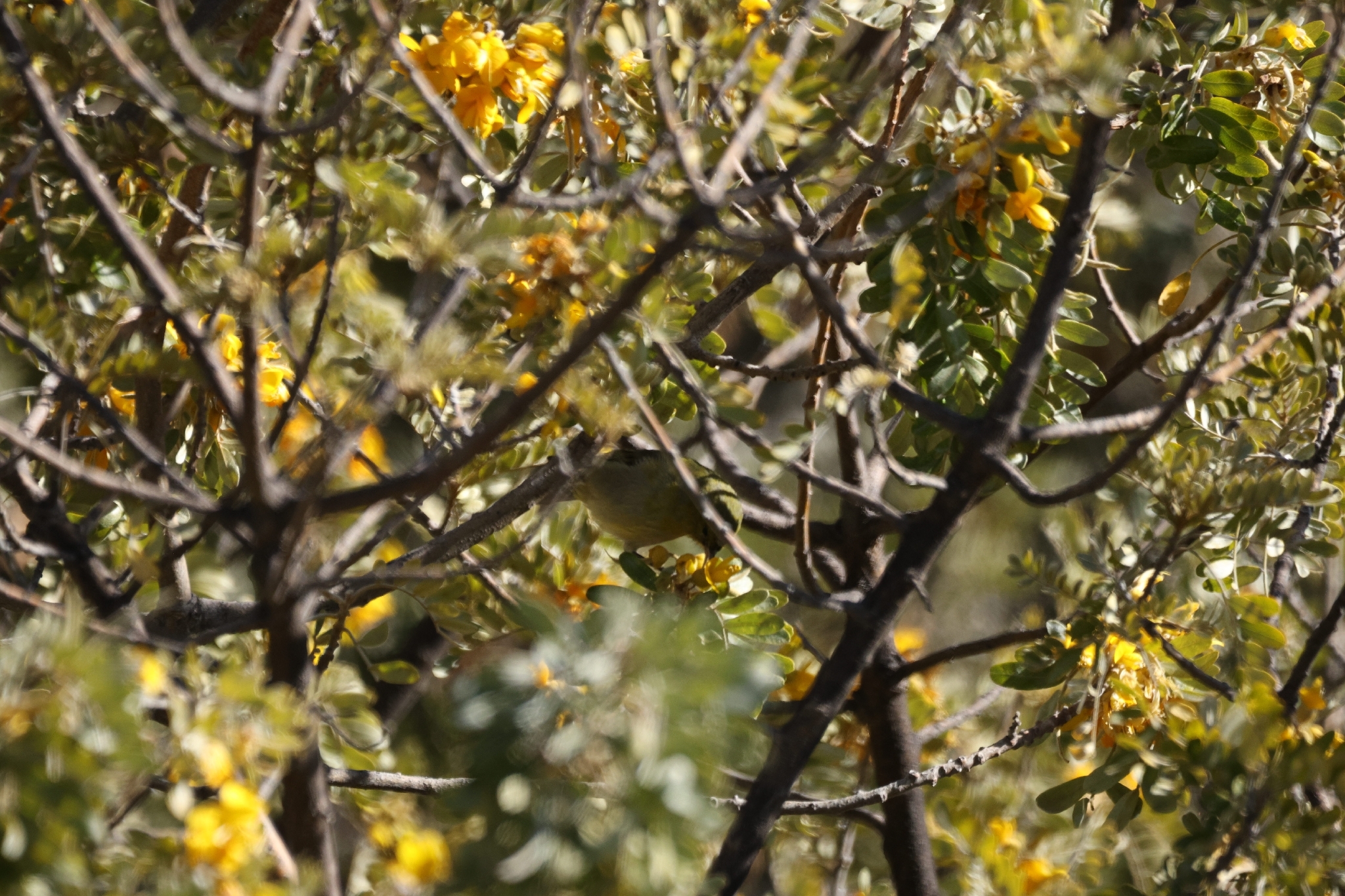 Hawaii Amakihi (Chlorodrepanis virens), photo 4