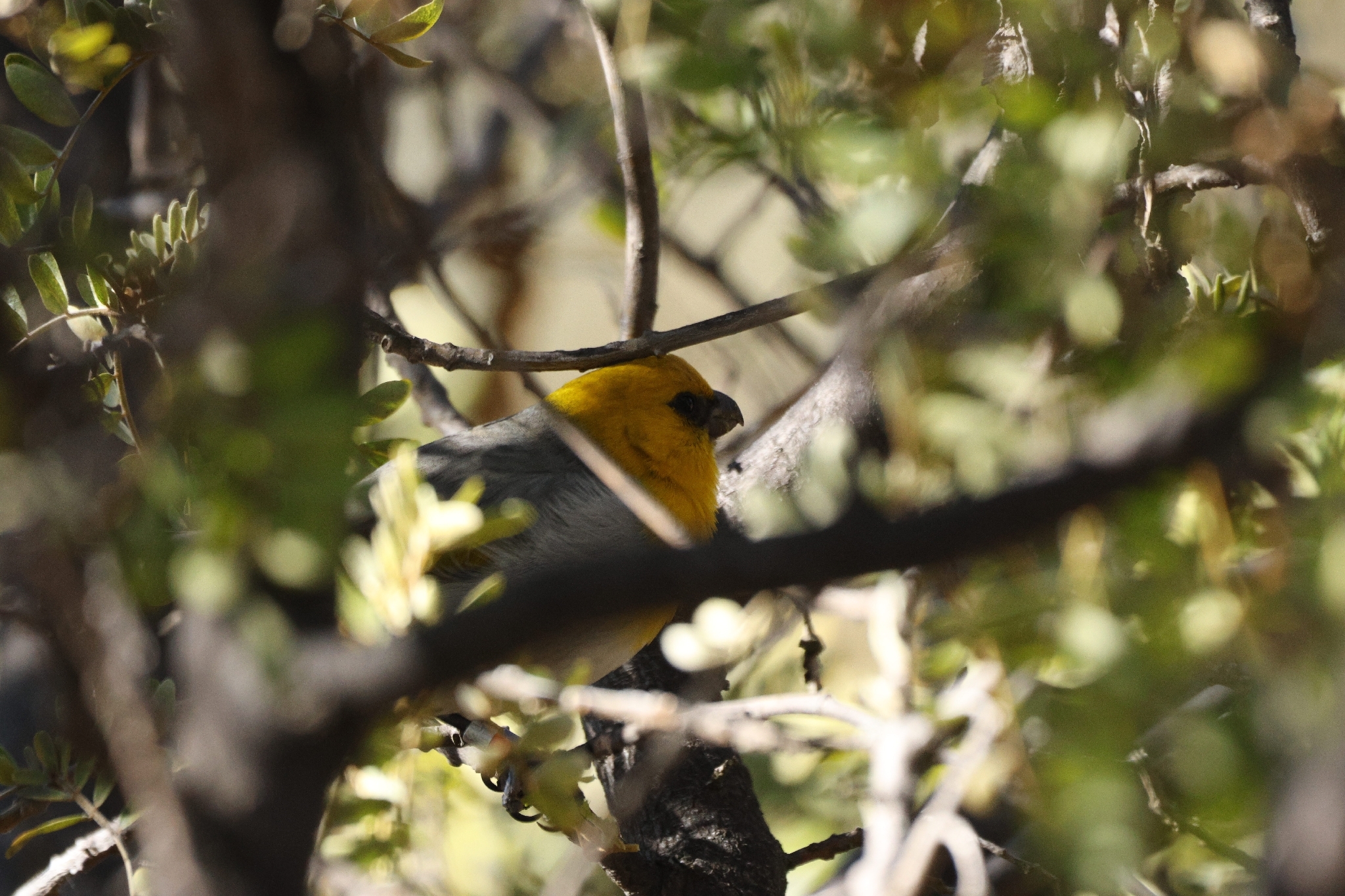 Palila (Loxioides bailleui), photo 1