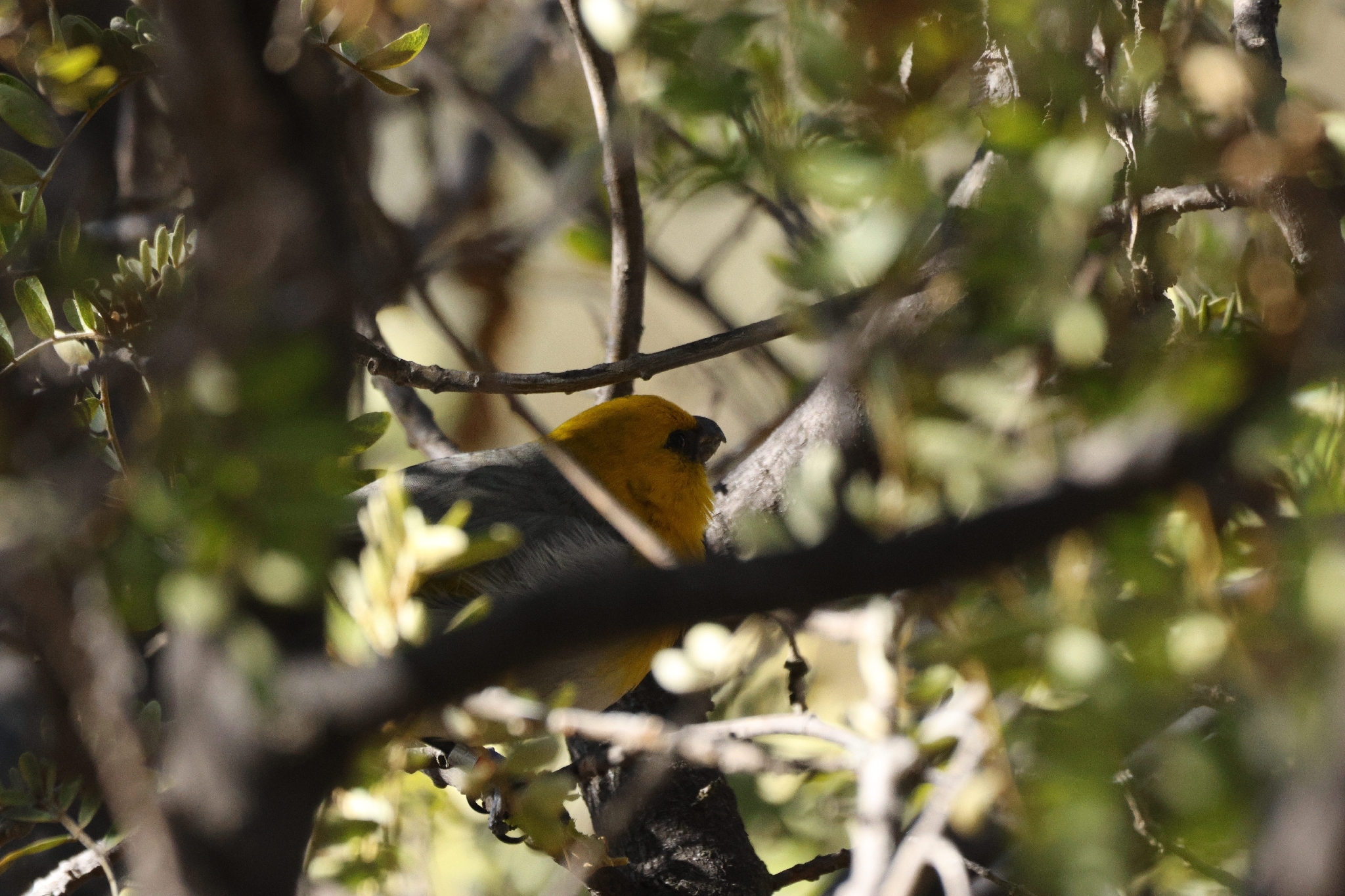 Palila (Loxioides bailleui), photo 2