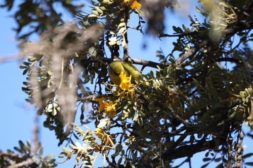 Chlorodrepanis virens observed 2026-01-09