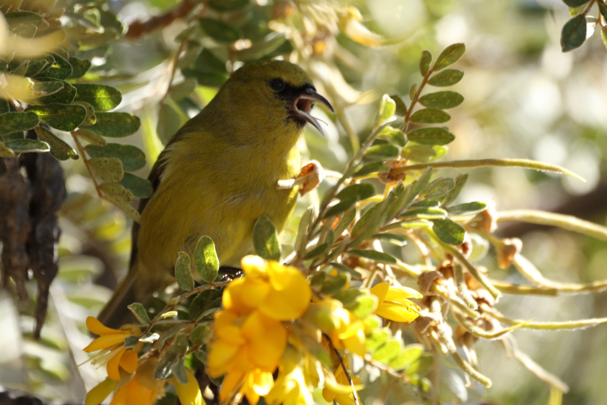Hawaii Amakihi (Chlorodrepanis virens), photo 5