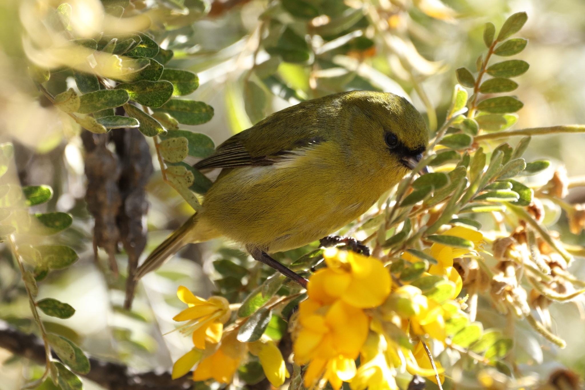 Hawaii Amakihi (Chlorodrepanis virens), photo 6
