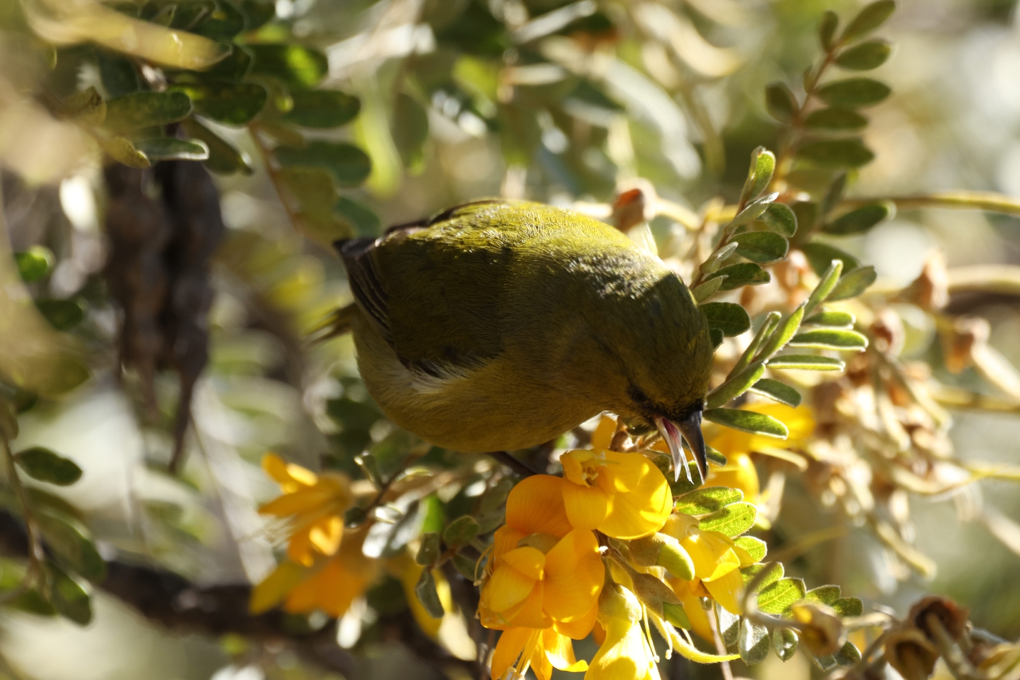 Hawaii Amakihi (Chlorodrepanis virens), photo 7