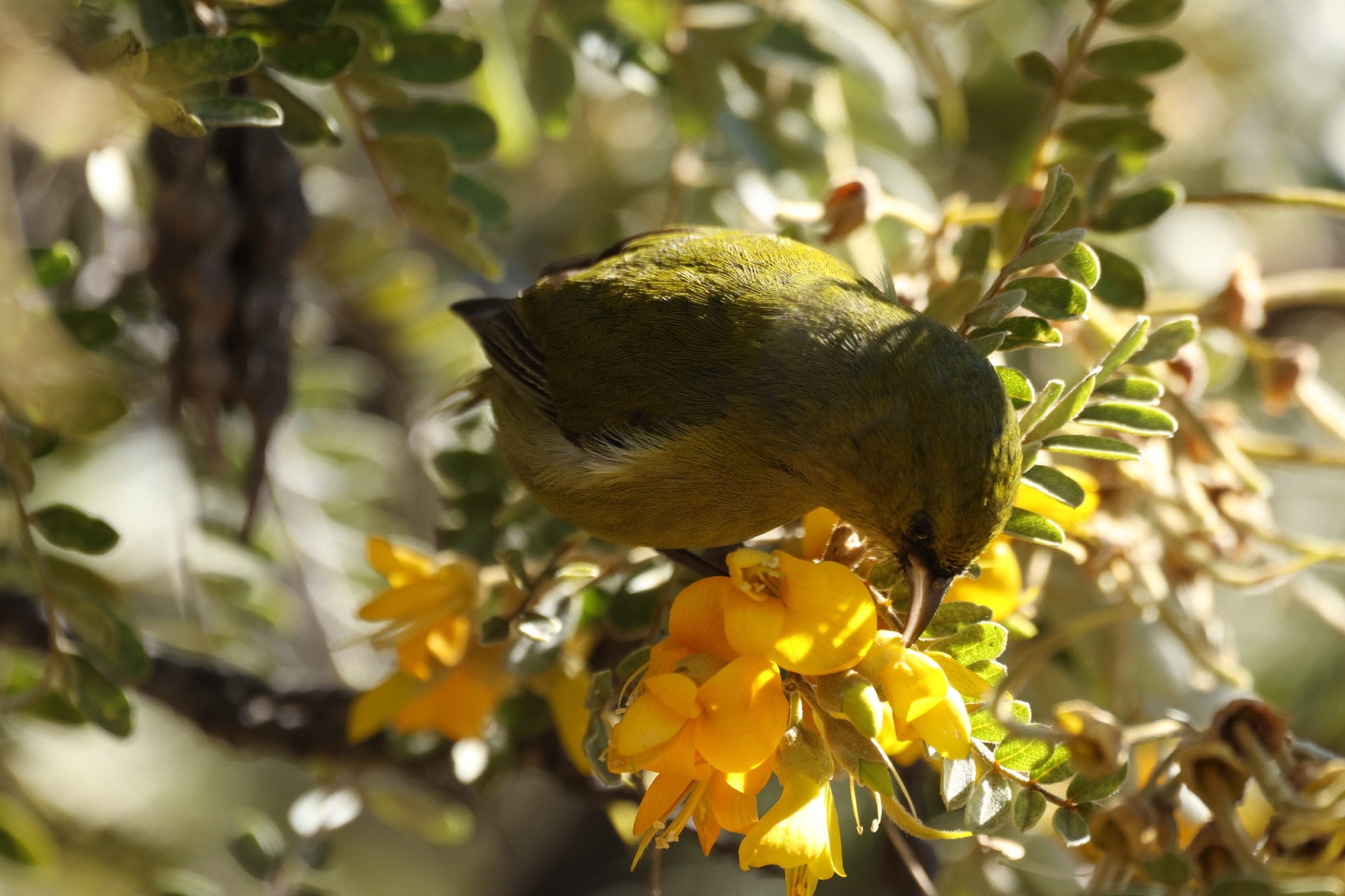 Hawaii Amakihi (Chlorodrepanis virens), photo 8