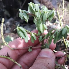 Peperomia leptophylla