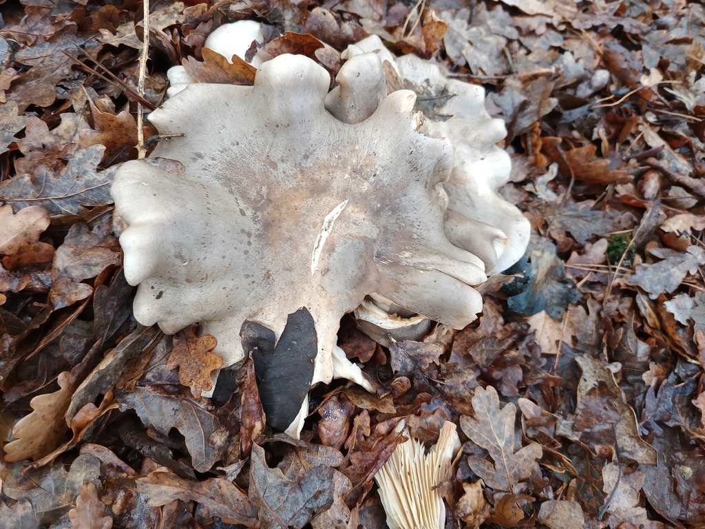 Clitocybe nebularis · January 2026 · photo: © carl_ramirez (iNaturalist, cc-by)