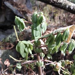 Peperomia leptophylla