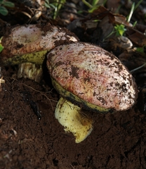 Butyriboletus
