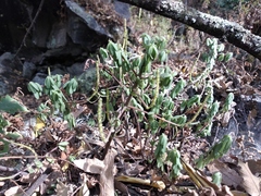 Peperomia leptophylla