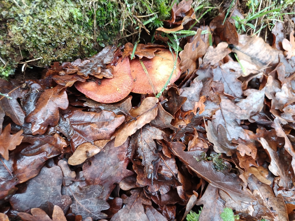 Fistulina hepatica · January 2026 · photo: © carl_ramirez (iNaturalist, cc-by)