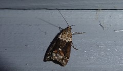 Eudonia submarginalis