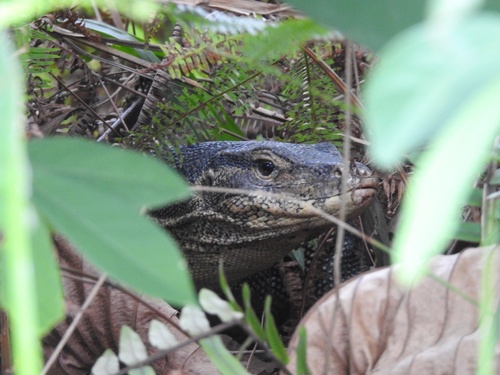 Varanus salvator