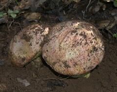 Butyriboletus