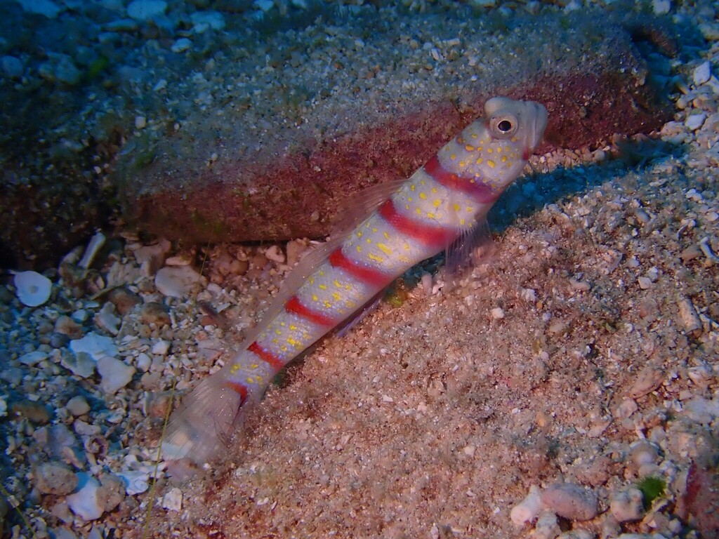 Red-banded prawn-goby (Amblyeleotris fasciata) — Gobiidae