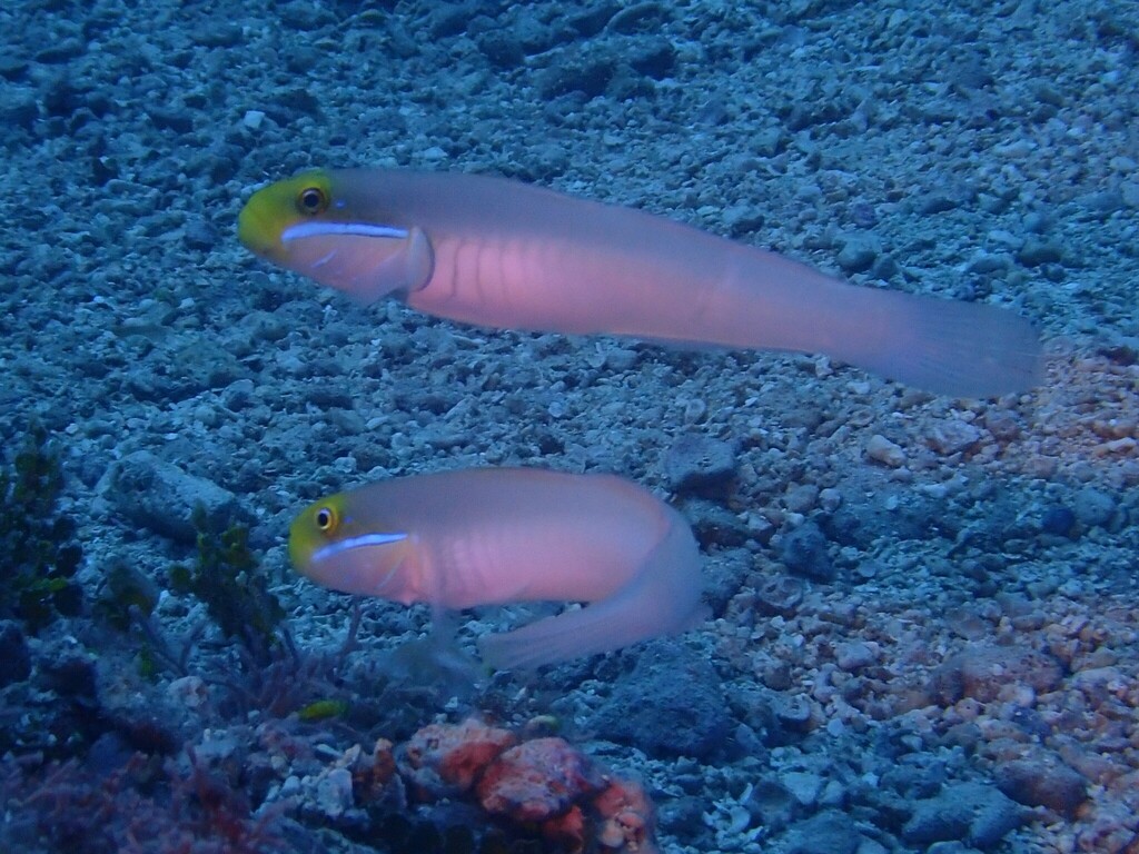 Blueband glider goby (Valenciennea strigata) — Gobiidae