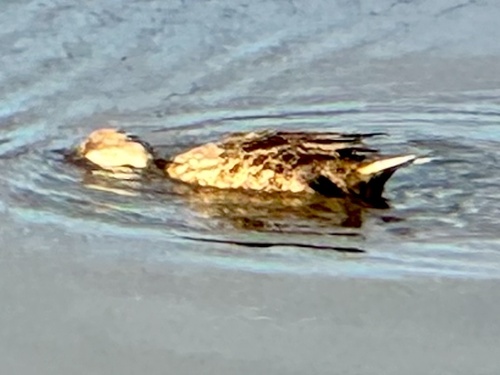 White-cheeked Pintail (Anas bahamensis), photo 4