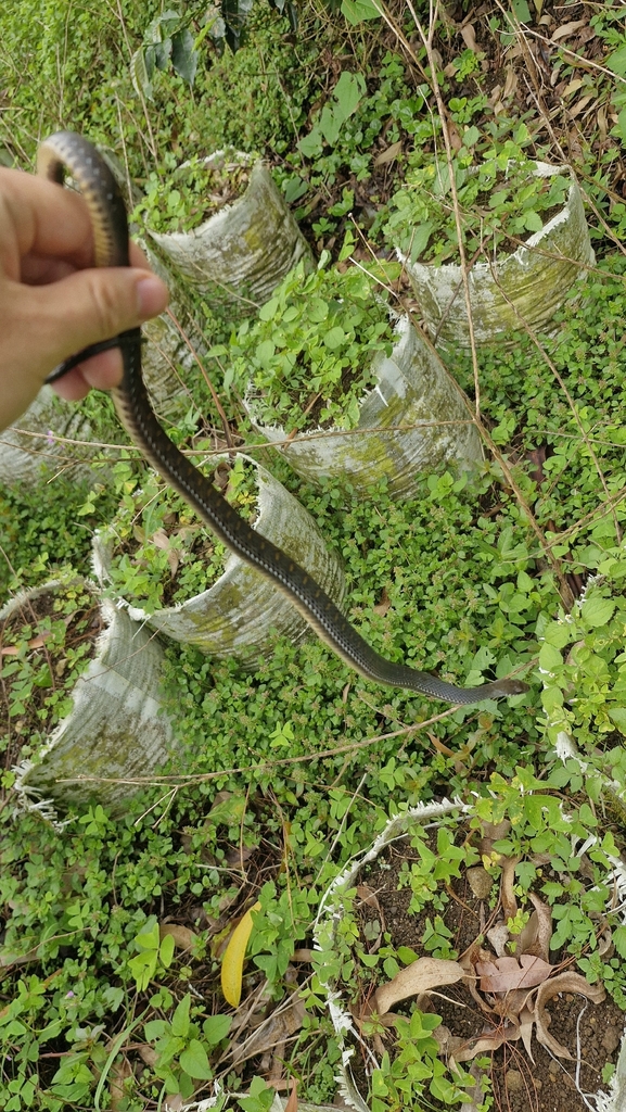 Southern Water Snake (Rhabdophis chrysargos)