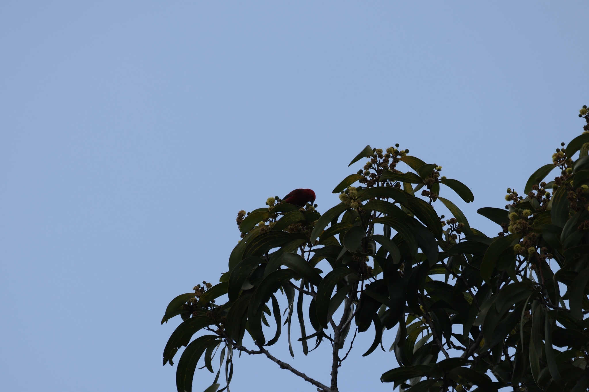 Apapane (Himatione sanguinea), photo 2