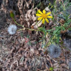 Senecio prionopterus