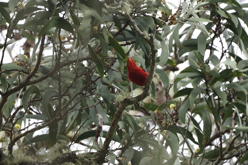 Vestiaria coccinea observed 2026-01-09