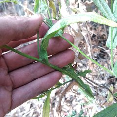 Senecio prionopterus