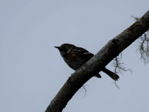 Hawaii Elepaio (Chasiempis sandwichensis)