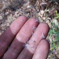 Senecio prionopterus
