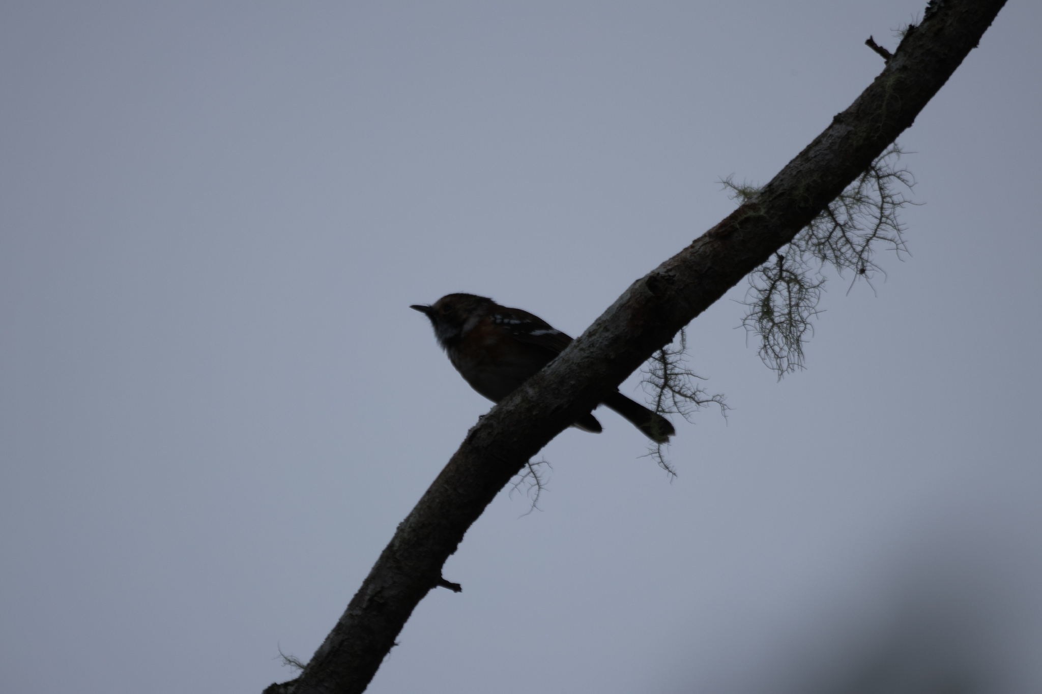 Hawaii Elepaio (Chasiempis sandwichensis), photo 2