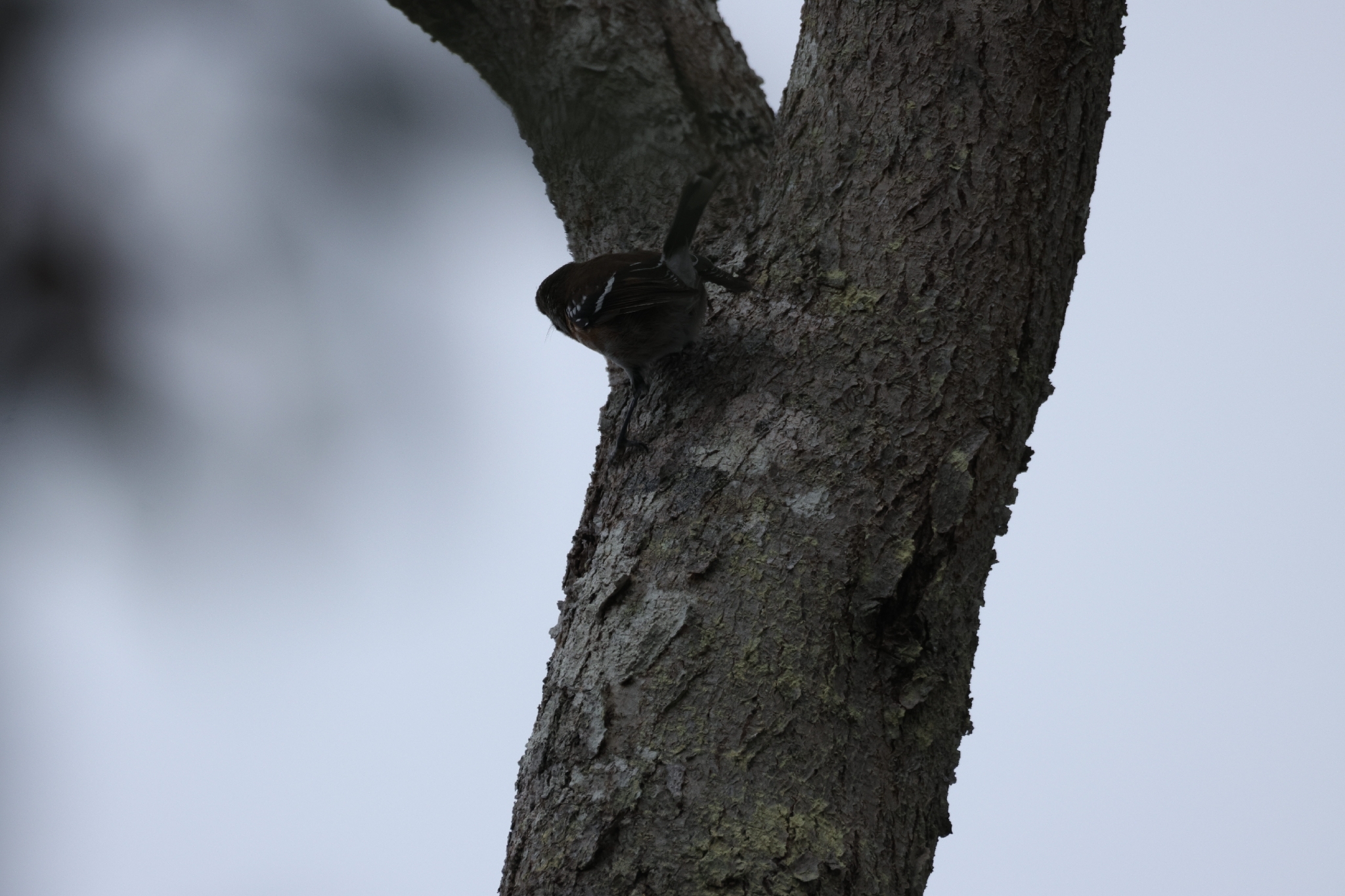 Hawaii Elepaio (Chasiempis sandwichensis), photo 5
