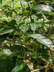 Tarenna sambucina