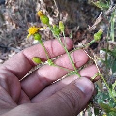 Senecio prionopterus