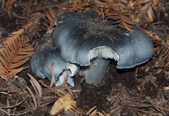 Entoloma medianox