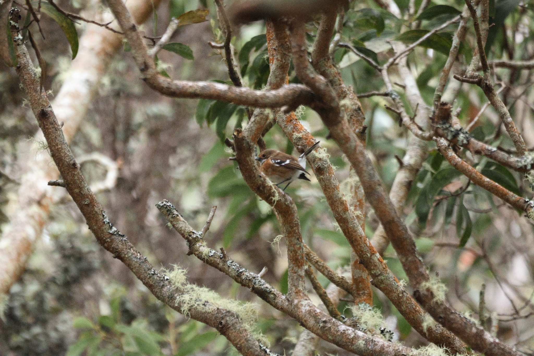 Hawaii Elepaio (Chasiempis sandwichensis), photo 6