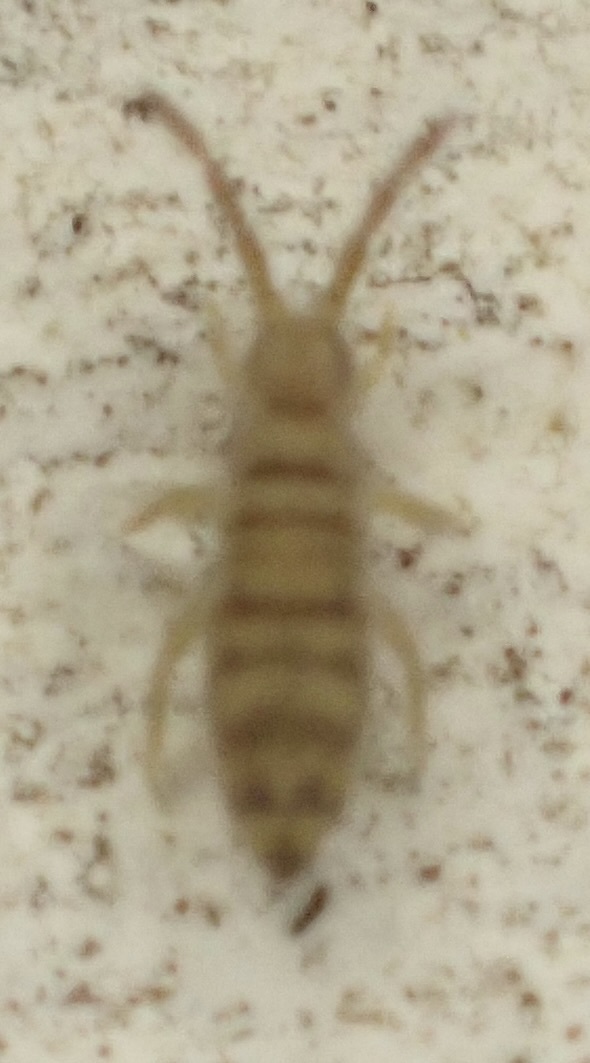 Entomobrya multifasciata (Tullberg, 1871)