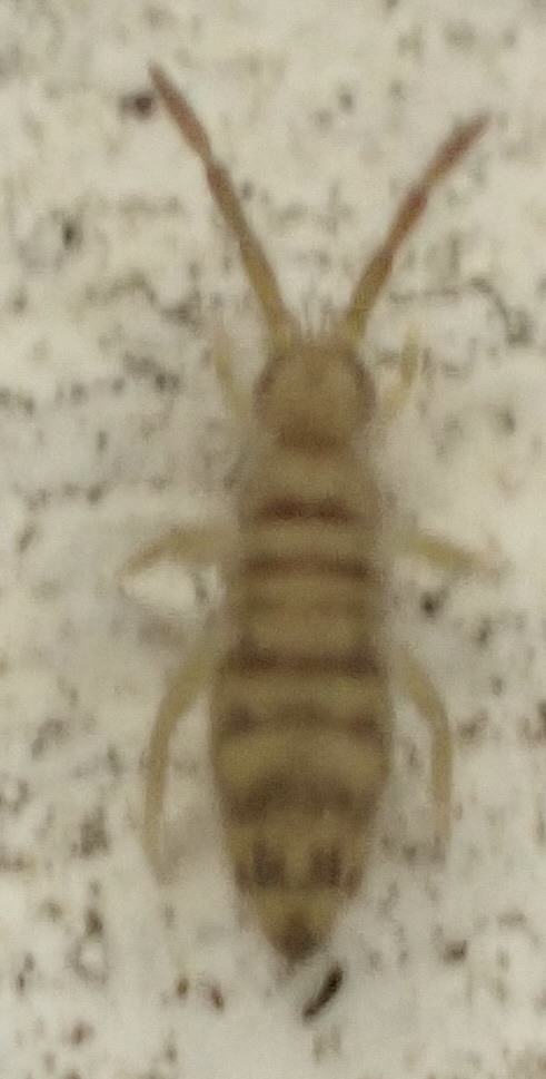 Entomobrya multifasciata (Tullberg, 1871)