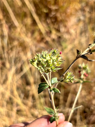 Bouvardia viminalis, photograph 2