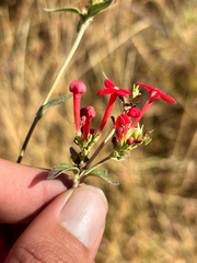 Bouvardia viminalis