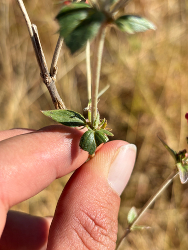 Bouvardia viminalis, photograph 3