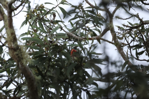 Vestiaria coccinea observed 2026-01-09