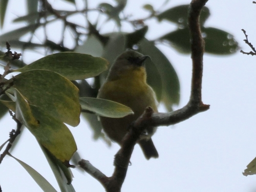 Akiapolaau (Hemignathus wilsoni), photo 1