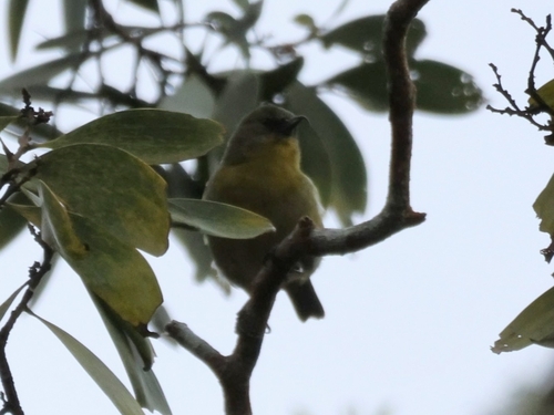 Akiapolaau (Hemignathus wilsoni), photo 2