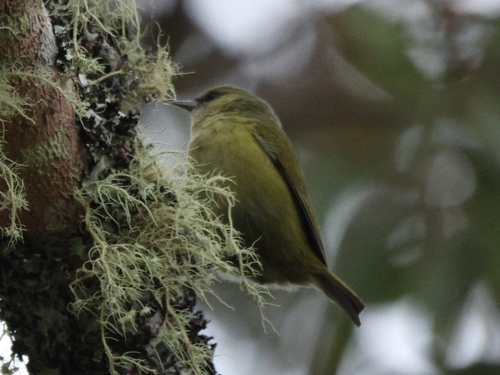 Hawaii Creeper (Loxops mana)